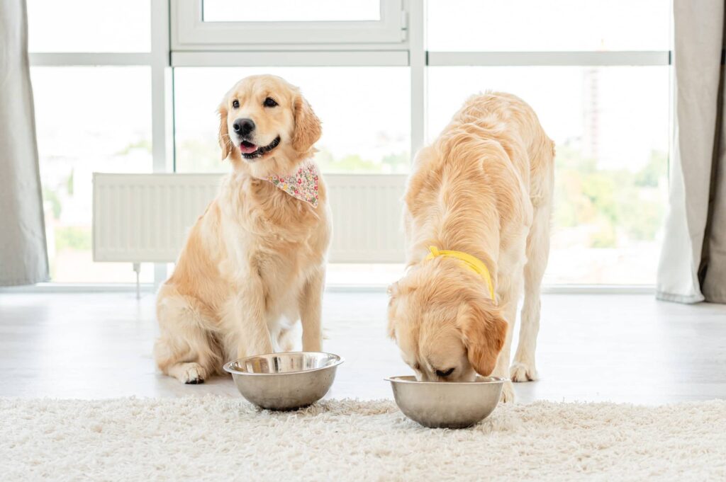 Misurino di alta qualità per cani